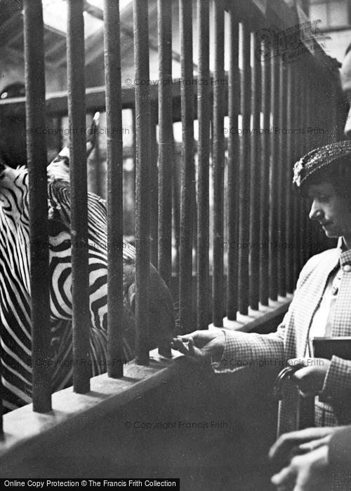 Photo of London Zoological Gardens, Zebra c.1935