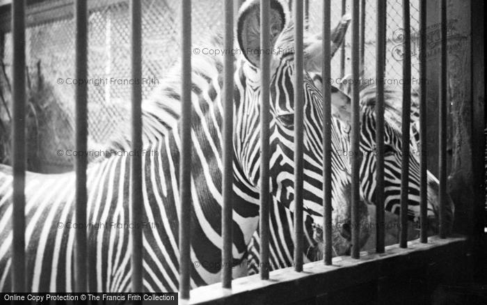 Photo of London Zoological Gardens, Zebras c.1935