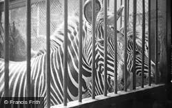 London Zoological Gardens, Zebras c.1935, London Zoo