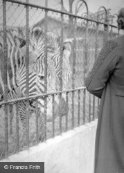 London Zoological Gardens, Zebras c.1935, London Zoo