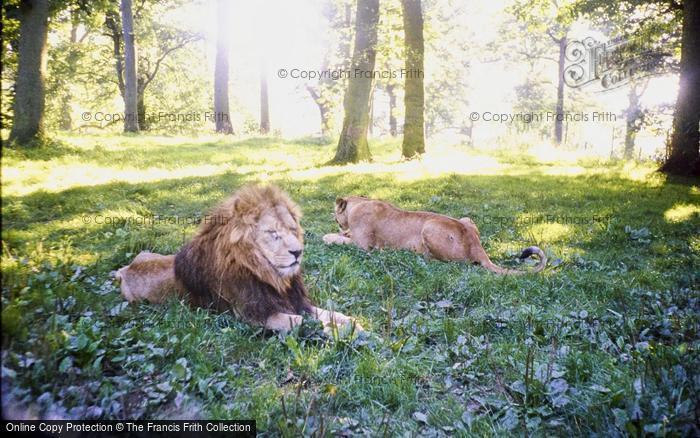 Photo of Longleat, The Safari Park, The Lions 1979