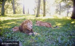 The Safari Park, The Lions 1979, Longleat