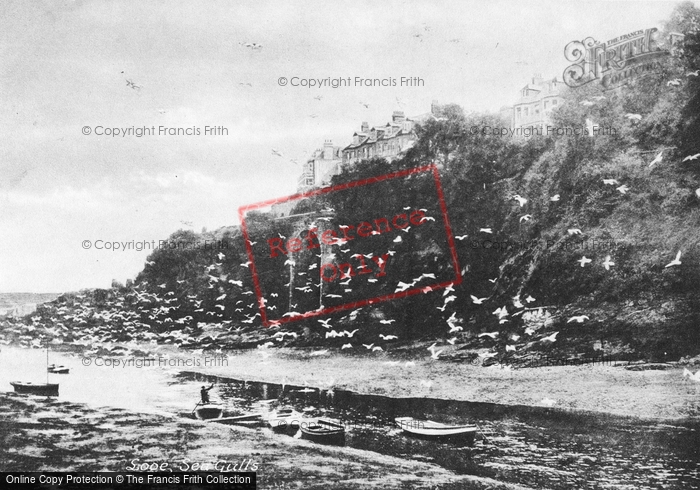 Photo of Looe, Sea Gulls c.1890