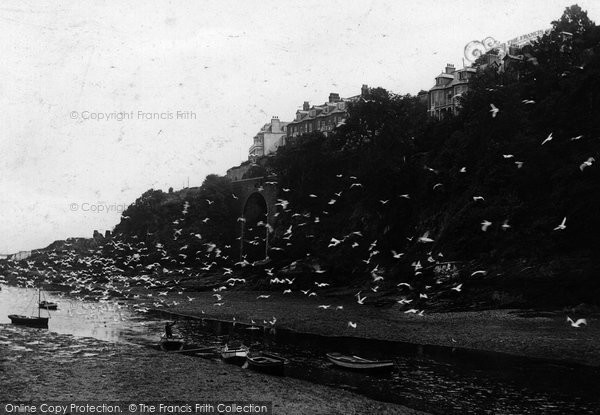 Photo of Looe, Seagulls 1912