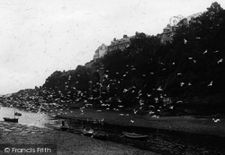 Seagulls 1912, Looe