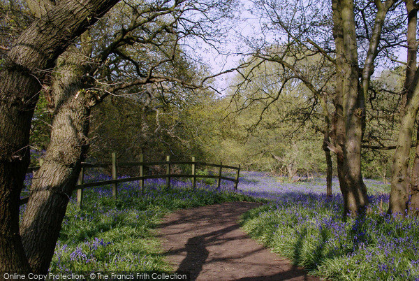 Photo of Loughborough, Bluebell Woods 2005