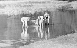 Children Fishing In Goldings Hill Pond c.1955, Loughton