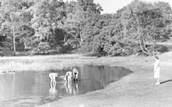 Goldings Hill Pond c.1955, Loughton
