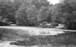 Loughton Pond c.1955, Loughton