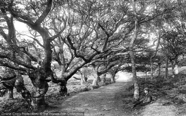 Photo of Luccombe, Oaks At Cloutsham Ball 1907