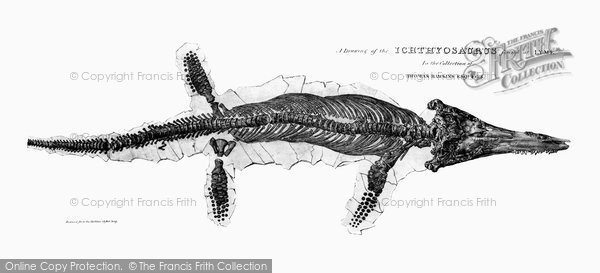 Photo of Lyme Regis, Drawing Of The Ichthyosaurus From Thomas Hawkin's Collection