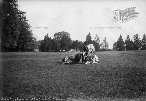 Photo of Lyndhurst, Cows Near Boltons Bench 1908