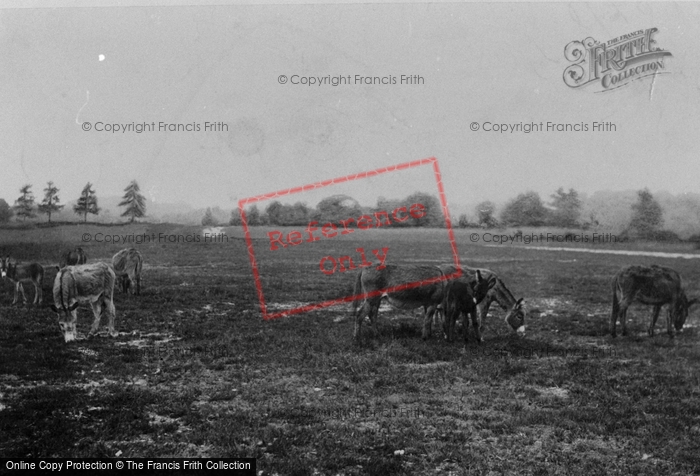Photo of Lyndhurst, New Forest Donkeys 1908