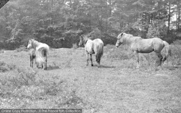 Photo of Lyndhurst, New Forest Ponies 1923