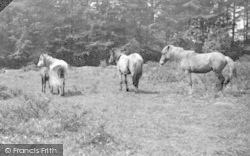 New Forest Ponies 1923, Lyndhurst