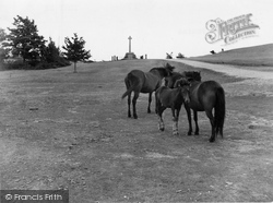 New Forest Ponies c.1955, Lyndhurst