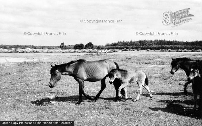Photo of Lyndhurst, New Forest Ponies  c.1960