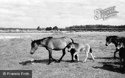 New Forest Ponies  c.1960, Lyndhurst