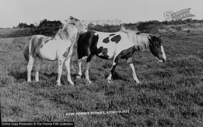 Photo of Lyndhurst, New Forest Ponies c.1960