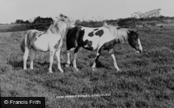New Forest Ponies c.1960, Lyndhurst