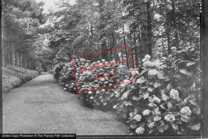 Photo of Lynton, Hollerday Hill, Hydrangeas And Pines