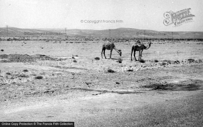 Photo of Ma'an, Camels In The Desert 1965