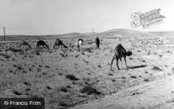 Camels In The Desert 1965, Ma'an