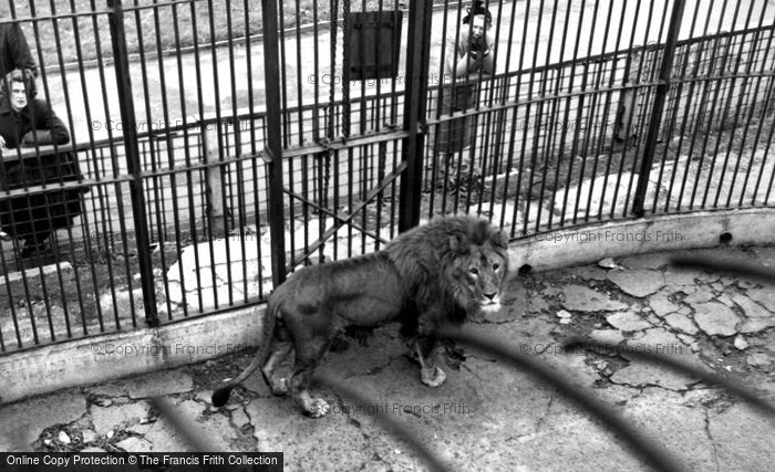Photo of Maidstone, Zoo Park, African Lion c.1955