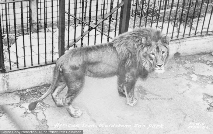 Photo of Maidstone, Zoo Park, African Lion c.1955
