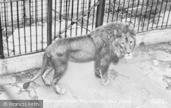 Zoo Park, African Lion c.1955, Maidstone