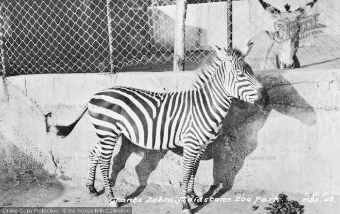 Photo of Maidstone, Zoo Park, Grants Zebra c.1955