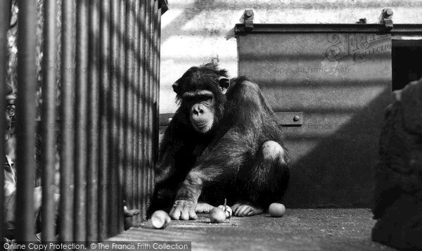 Photo of Maidstone, Zoo Park, Martha The Champanzee c.1955