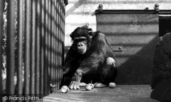 Zoo Park, Martha The Champanzee c.1955, Maidstone