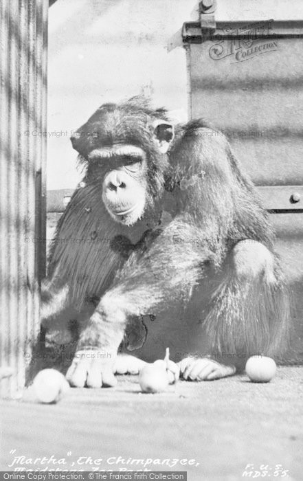 Photo of Maidstone, Zoo Park, Martha The Champanzee c.1955