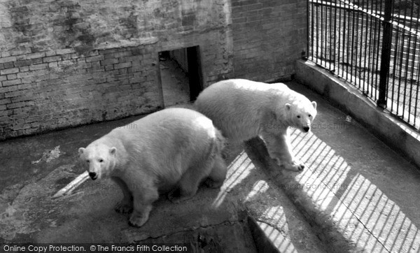 Photo of Maidstone, Zoo Park, Polar Bears c.1955