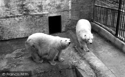 Zoo Park, Polar Bears c.1955, Maidstone