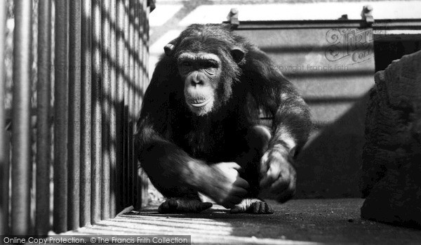 Photo of Maidstone, Zoo Park, The Chimpanzee c.1955