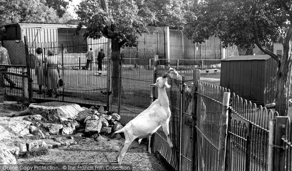 Photo of Maidstone, Zoo Park, The Goat Enclosure c.1955