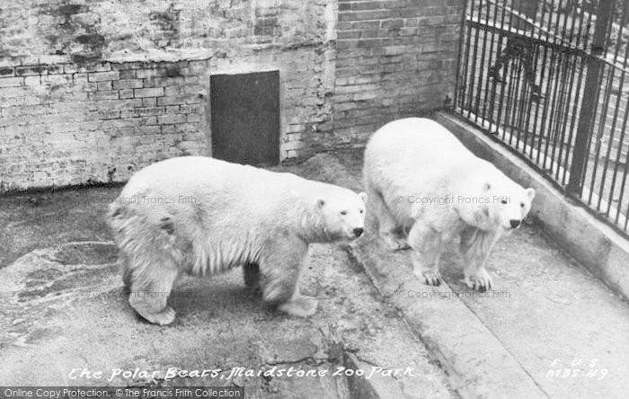 Photo of Maidstone, Zoo Park, The Polar Bears c.1955