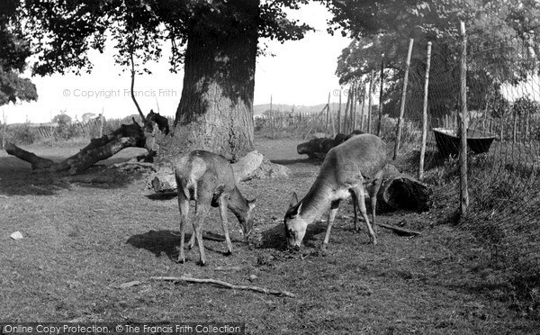 Photo of Maidstone, Zoo Park, The Red Deer c.1955