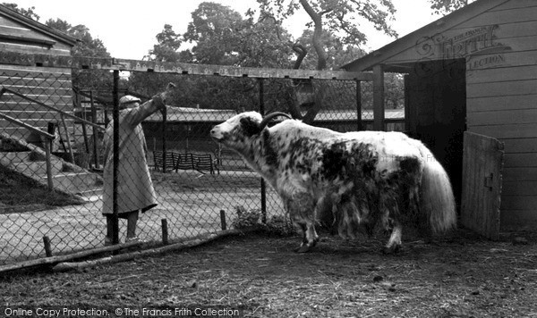 Photo of Maidstone, Zoo Park, The Yak c.1955