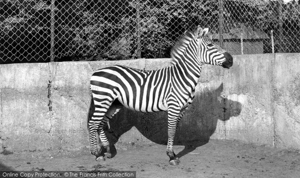 Photo of Maidstone, Zoo Park, Zebra c.1955