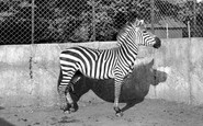 Maidstone, Zoo Park, Zebra c1955