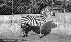 Zoo Park, Zebra c.1955, Maidstone