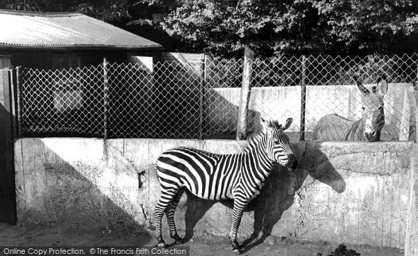 Photo of Maidstone, Zoo Park, Zebra c.1955