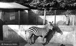 Zoo Park, Zebra c.1955, Maidstone