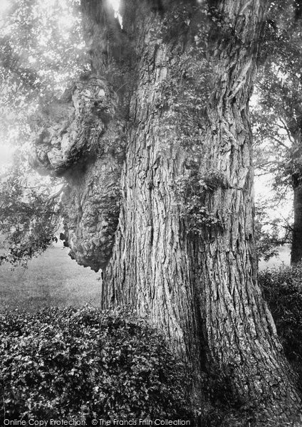 Photo of Maldon, Beeleigh Lion Tree 1898