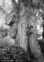 Beeleigh Lion Tree 1898, Maldon