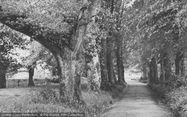 Photo of Manaton, The Avenue c.1955