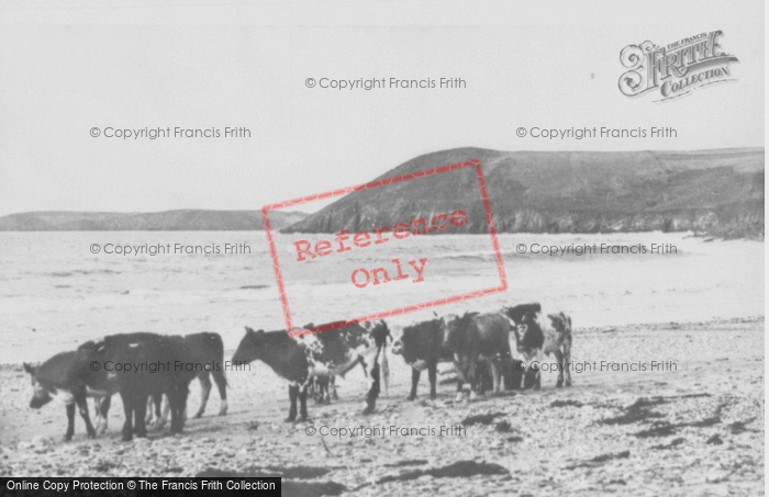 Photo of Manorbier, Cows On The Shore c.1955